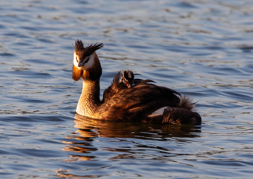 great-crested-grebe-4357220_960_720.jpg