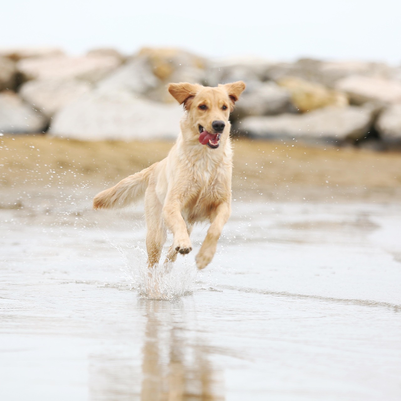 Dog Gold Golden Free photo on Pixabay Pixabay