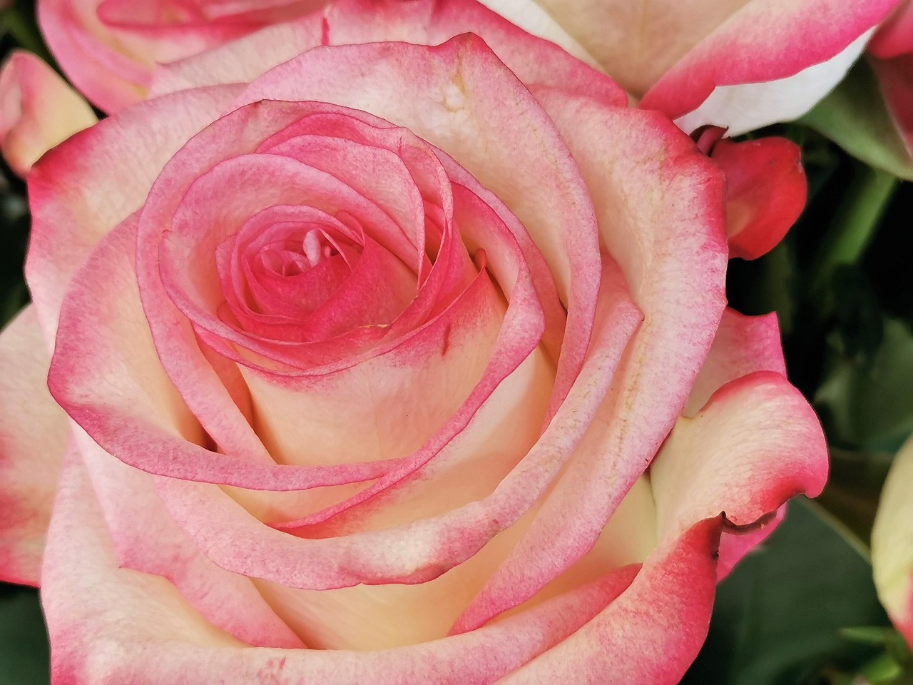 White Pink Rose - free online jigsaw puzzle photo