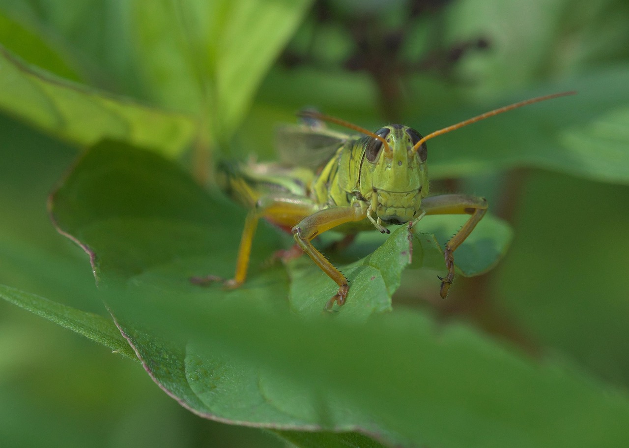 Grasshopper - free online jigsaw puzzle photo