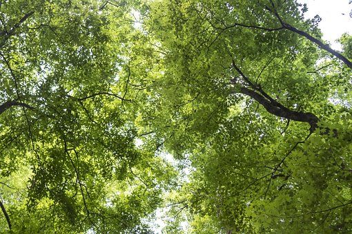 Free Green In The Woods photo and picture