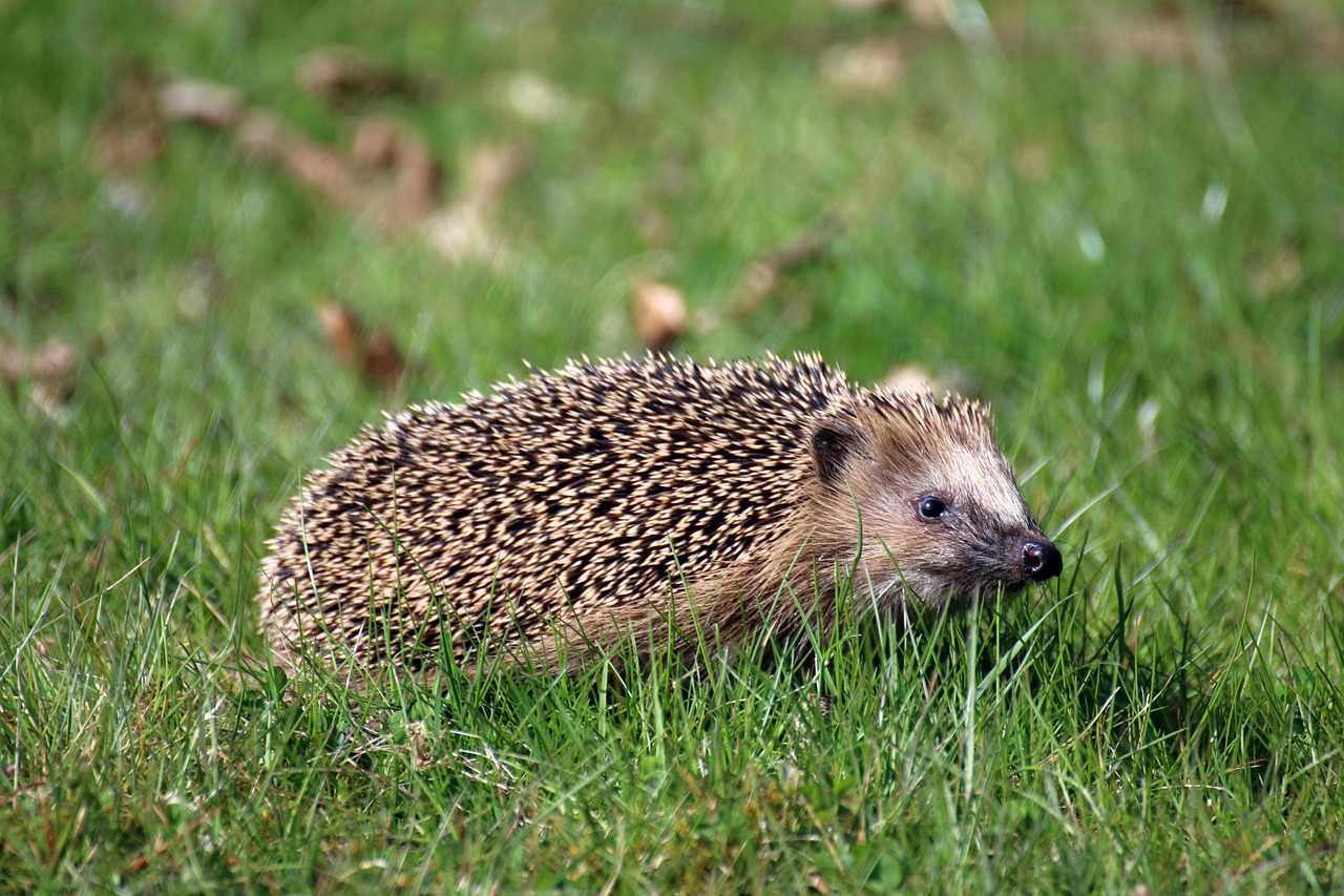 Hérisson Animal Éperon - Photo gratuite sur Pixabay - Pixabay