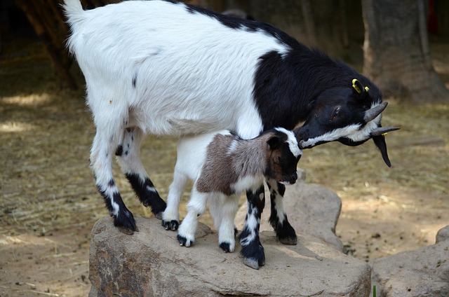 Cabras, Presa, Adular, Niño