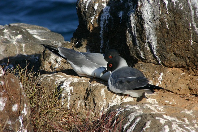 Free Galapagos Wildlife photo and picture