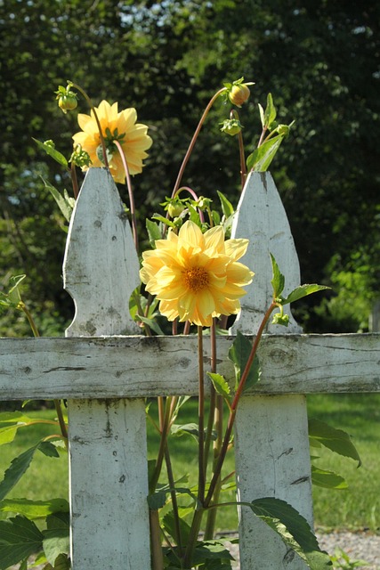 Free Fence Flowers photo and picture