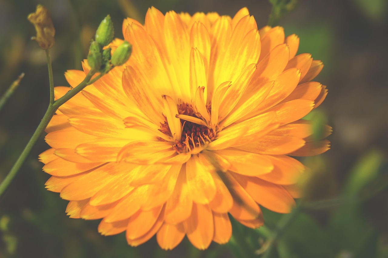 Marigold - free online jigsaw puzzle photo