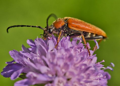 Free Beetle Close Up photo and picture