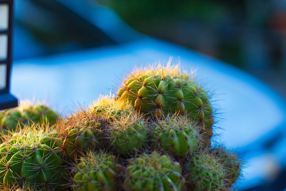 Plant Spikes Thorn - Free photo on Pixabay - Pixabay