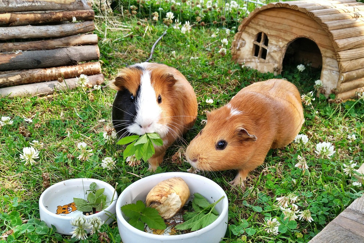 Guinea Pig Rodents Pets - Free photo on Pixabay