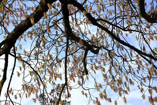 Free Branches Nature photo and picture