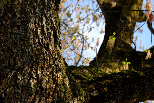 Free Tree Tree Trunk photo and picture