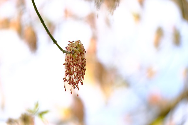 Free Blossom Bloom photo and picture