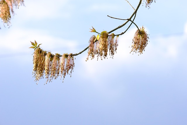 Free Tufts Blossom photo and picture