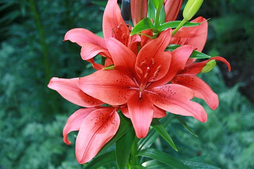 Free Flower Nature photo and picture
