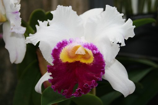 Free Flower Nature photo and picture