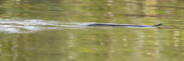 Grass snake in water, grass snake, water snake and snake swimming — photo by TheOtherKev