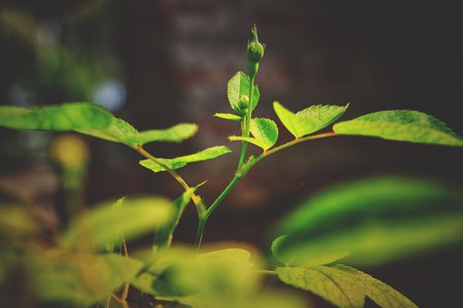 Natur, Natur Baggrund, Windows Tapet