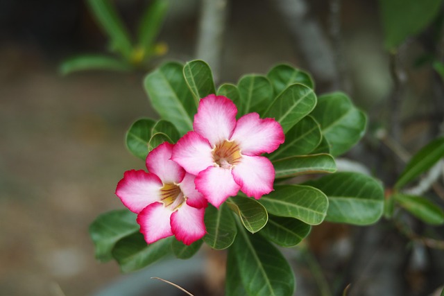 Bunga Merah Jambu Botanical - Foto gratis di Pixabay - Pixabay