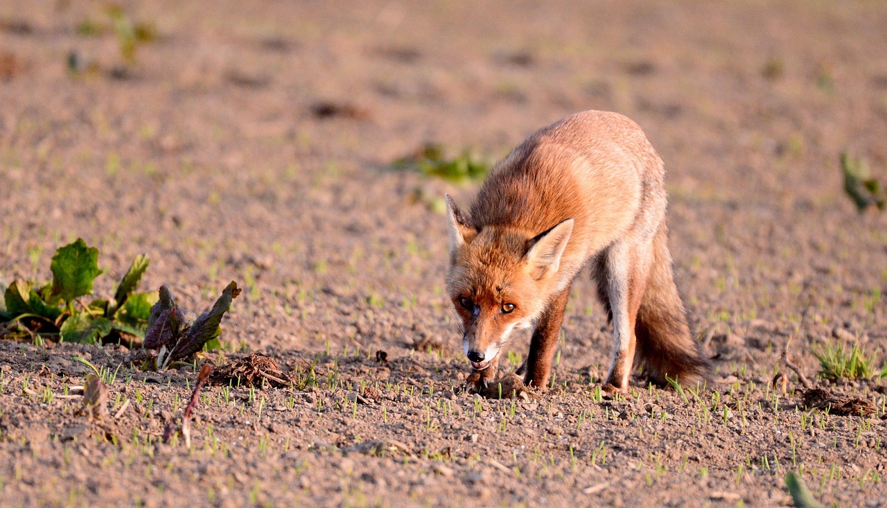 Fox Predator Prey Free photo on Pixabay Pixabay