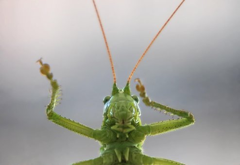Free Grasshopper Green photo and picture