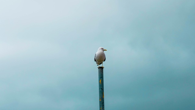 Free Baltic Sea Gull photo and picture