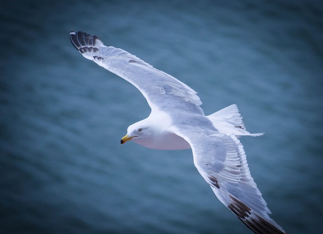 Free Gull Nature photo and picture