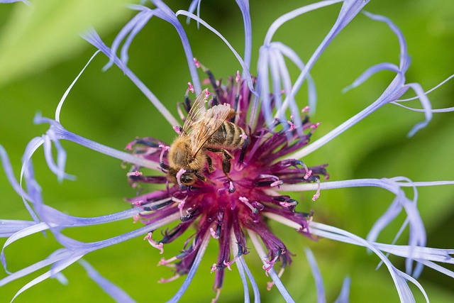 Blüte, Biene, Insekt, Blumen Hintergrund