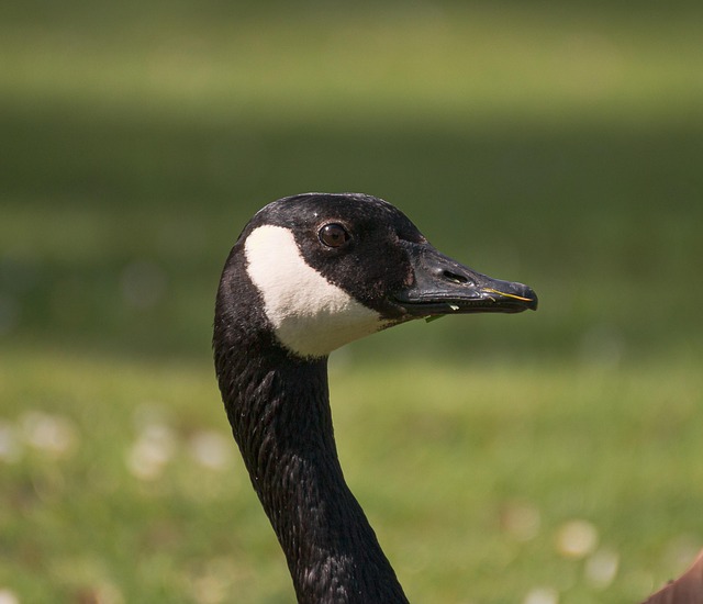 Gans, Kopf, Natur, Wasservogel, Vogel