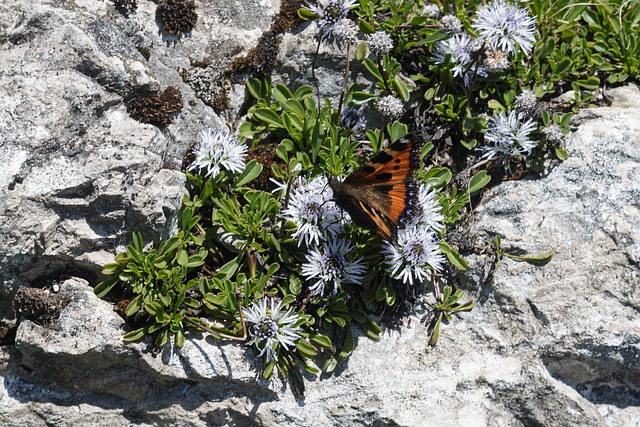 Schmetterling, Wiese, Blumen Hintergrund