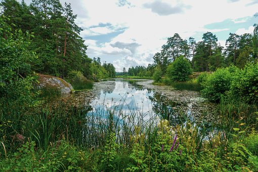 Free Nature Forest photo and picture