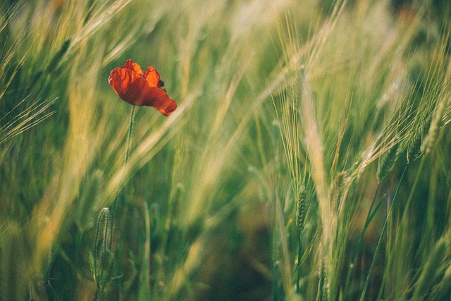 Free Poppy Plant photo and picture