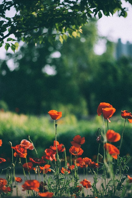 Free Poppy Plant photo and picture