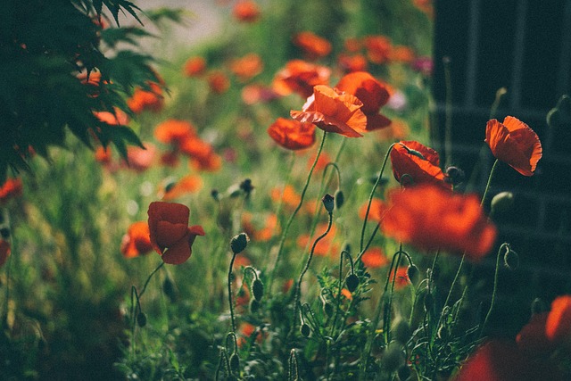 Free Poppy Beautiful Flowers photo and picture