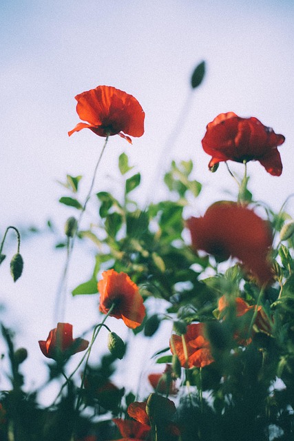 Free Poppy Nature photo and picture