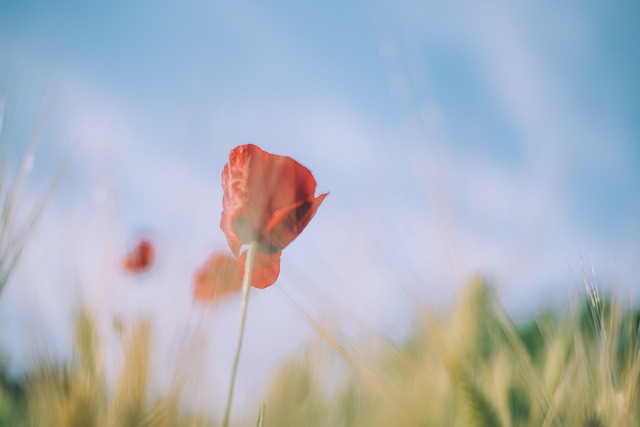 Free Poppy Nature photo and picture