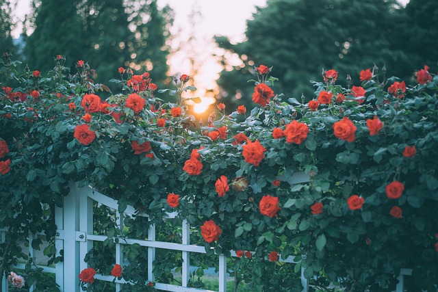 Free Rose Nature photo and picture