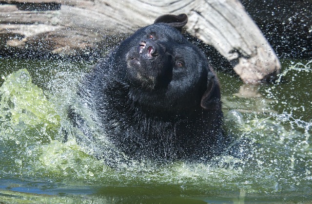 Free Bear Black Bear photo and picture