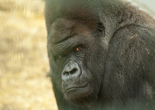 Free Gorilla Looking photo and picture