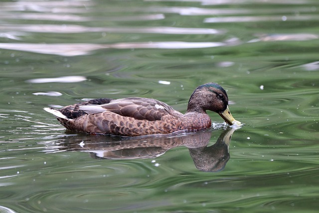 Free Bird Duck photo and picture