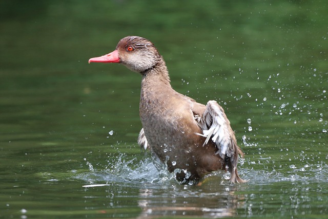 Free Bird Duck photo and picture