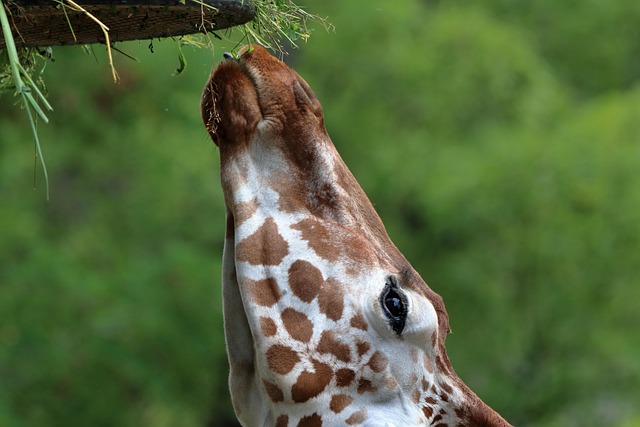 Free Giraffe Mammal photo and picture