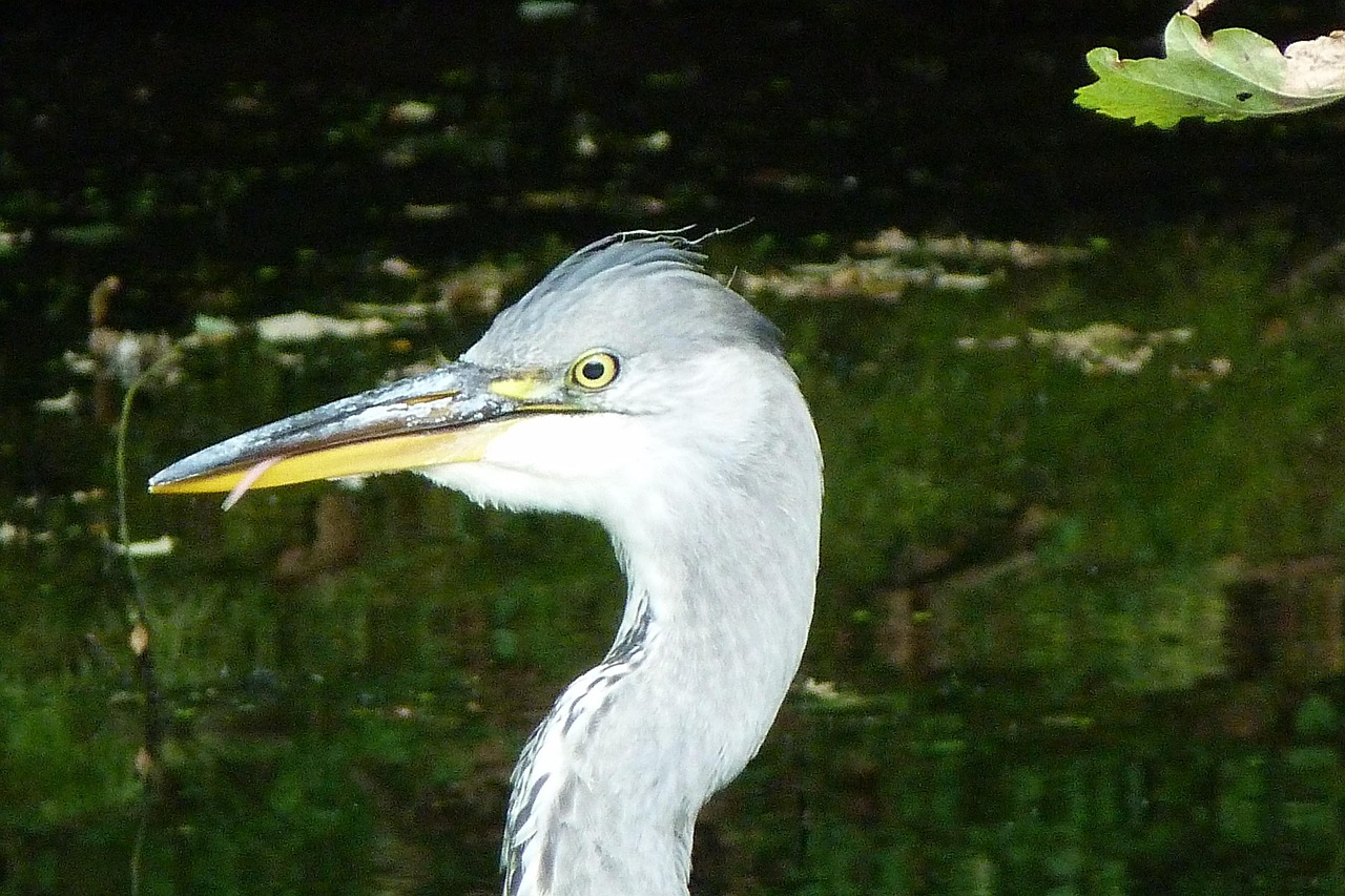 サギ 鳥 自然 - Pixabayの無料写真 - Pixabay