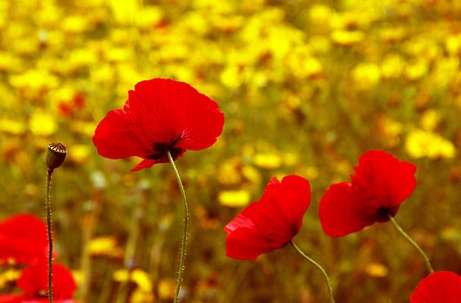 Free Flower Poppy photo and picture