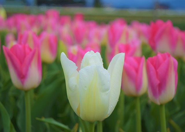 Weiße Tulpe, Pinke Blumen, Felder, Natur