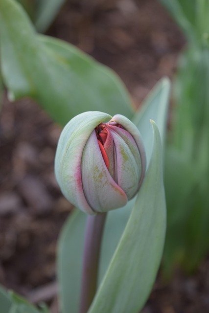 Blüte, Blumen Hintergrund, Knospe, Tulpe