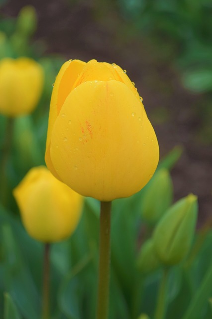 Gelb, Tulpe, Blumen Hintergrund, Blumen