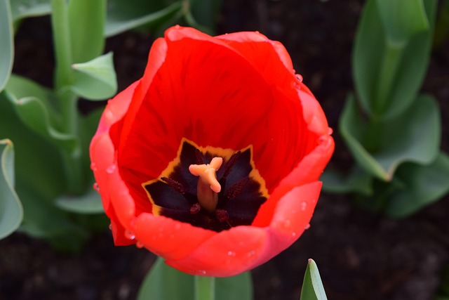 Rot, Tulpe, Blumen Hintergrund, Blume