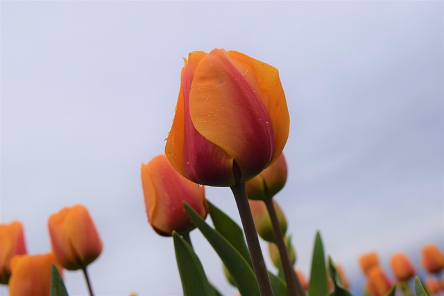 Gelb, Blumentapete, Schöne Blumen