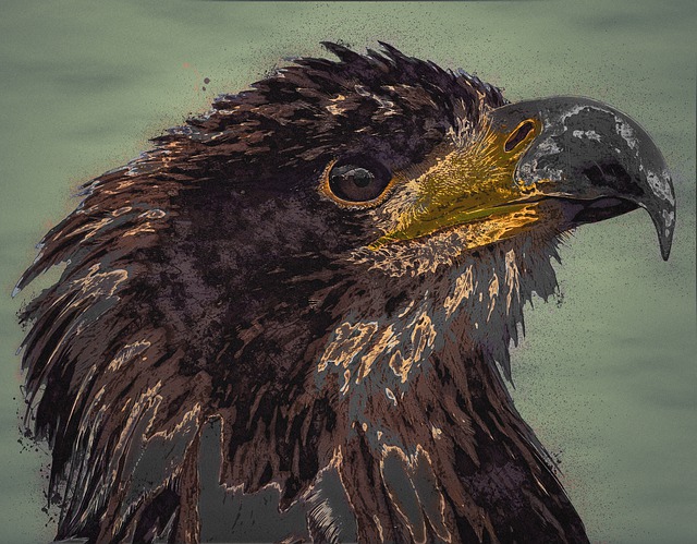 Download free HD stock image of Adler White Tailed Eagle Free adler white tailed eagle animal illustration