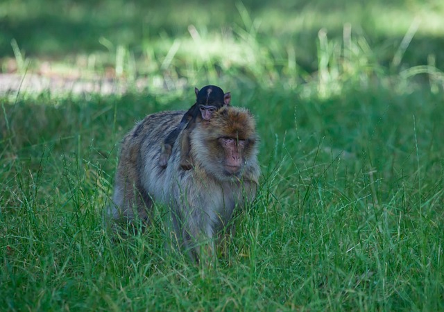 Free Barbary Macaque Barbary photo and picture